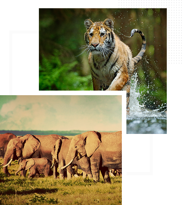 About Jungle Safari